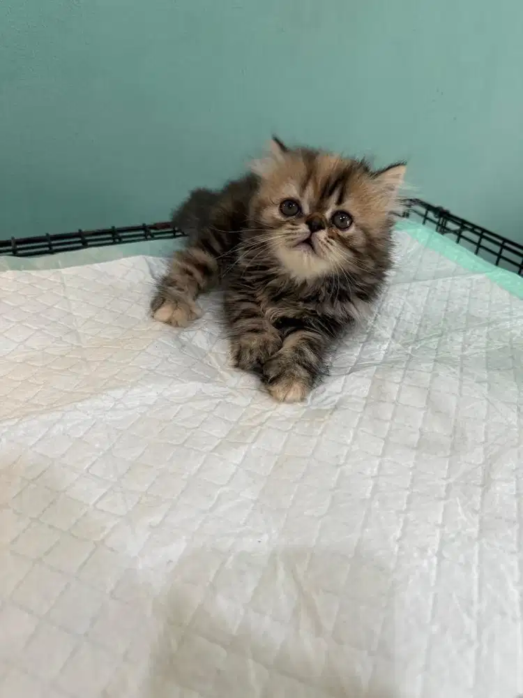 kucing persia betina