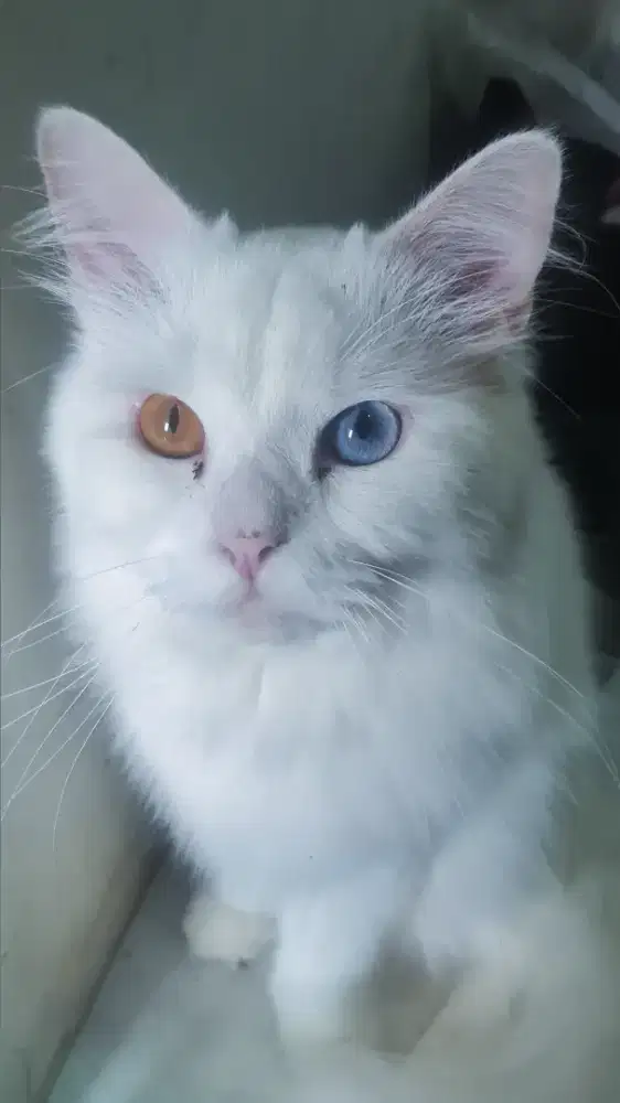 Persia Odd Eyes Bigbone Jantan
