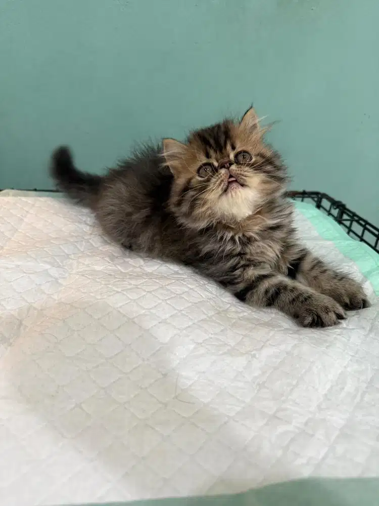 kucing persia jantan peaknose