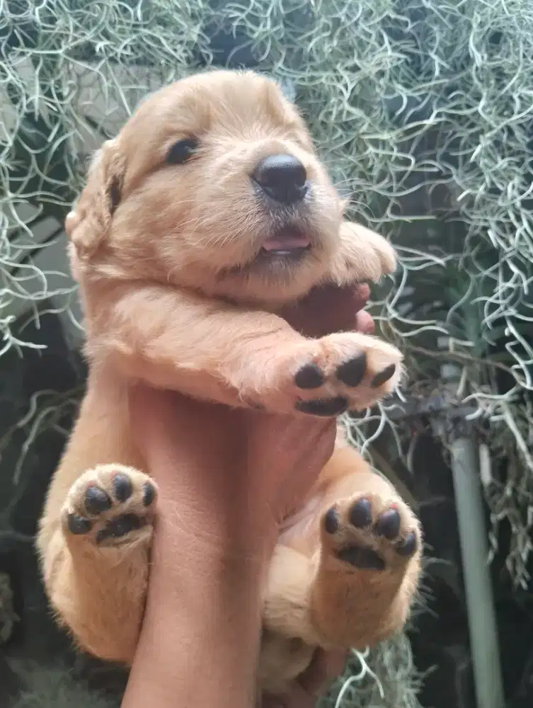 Booking Golden Redriever puppies