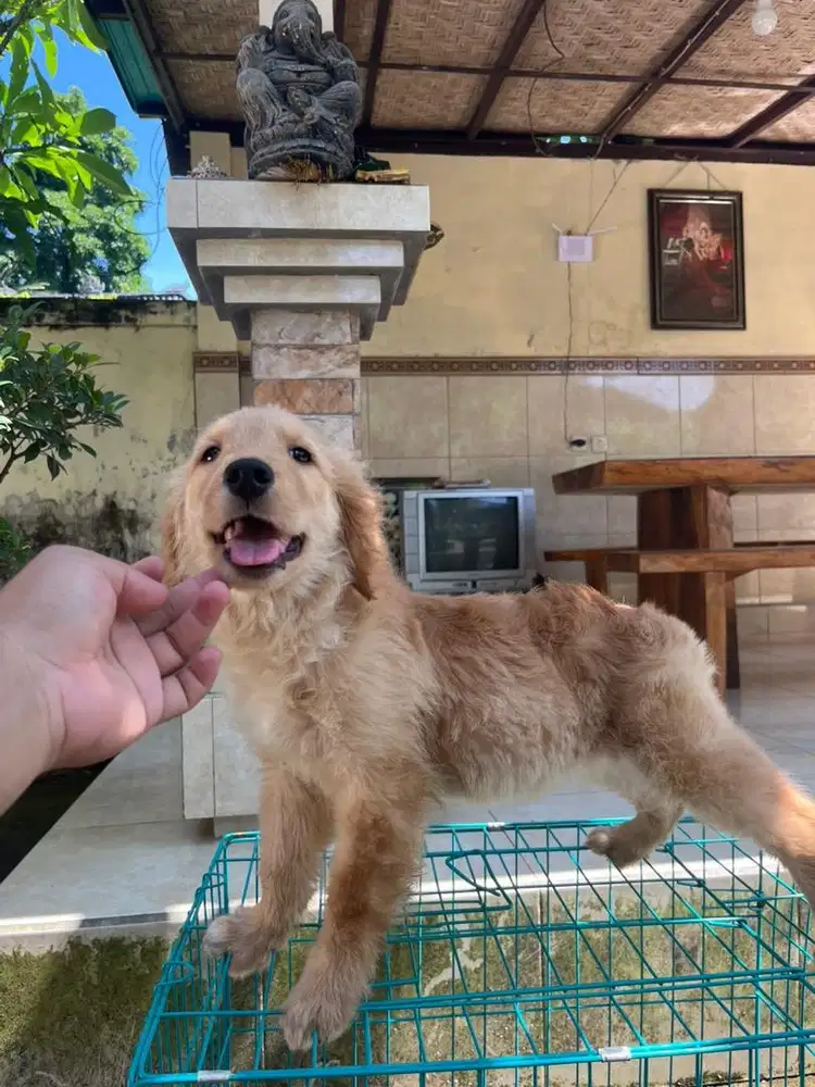 siper cakep sekali golden betina