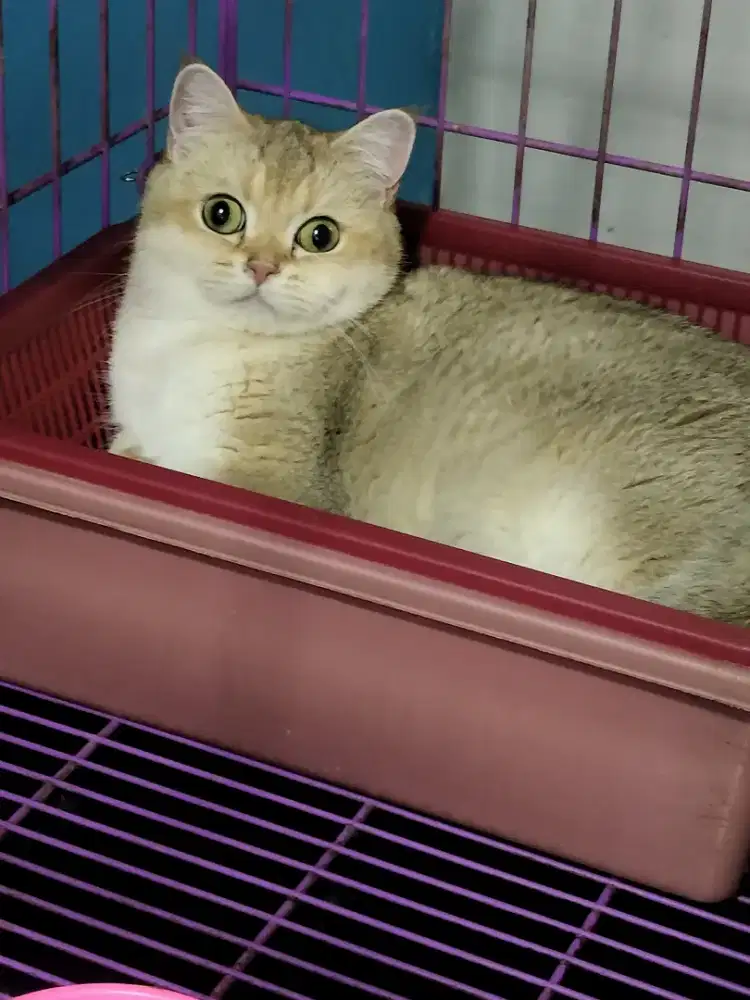 british shorthair betina golden Import rusia