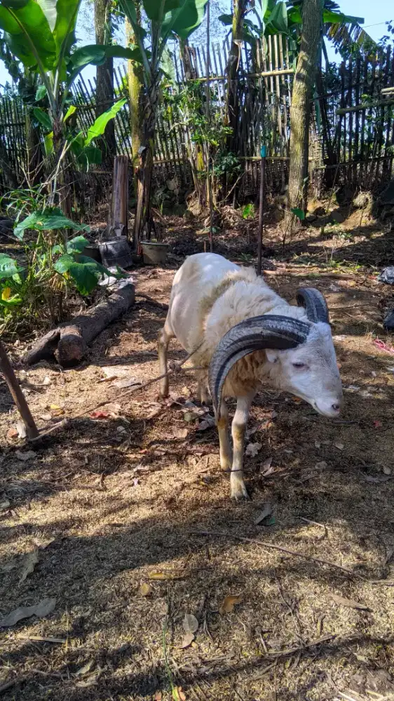 DOMBA GARUT belum plek masih dalam pengurusan
