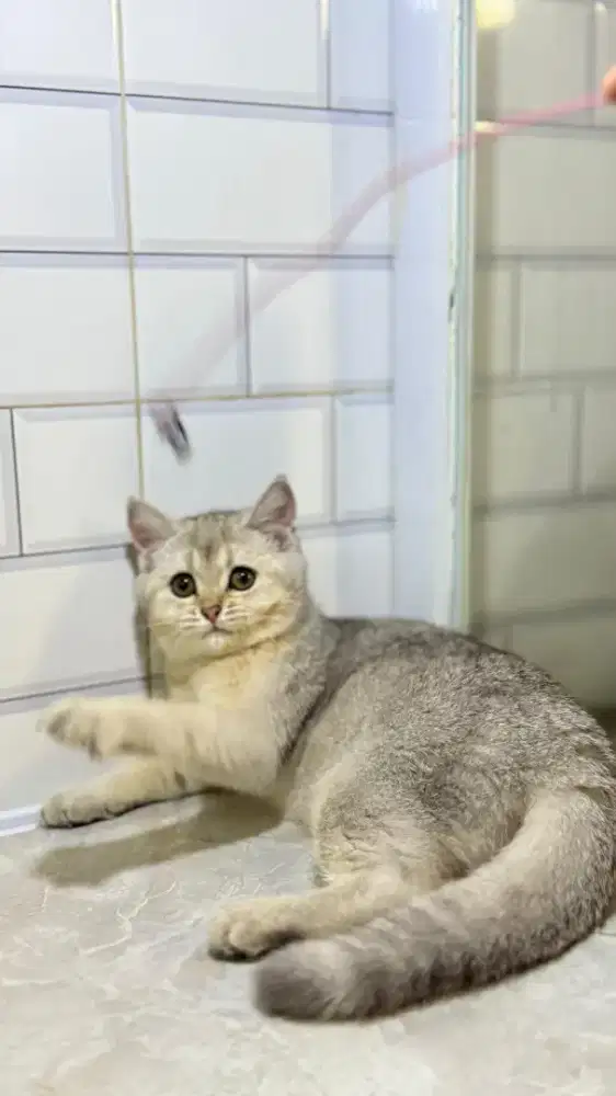 british shorthair betina silver