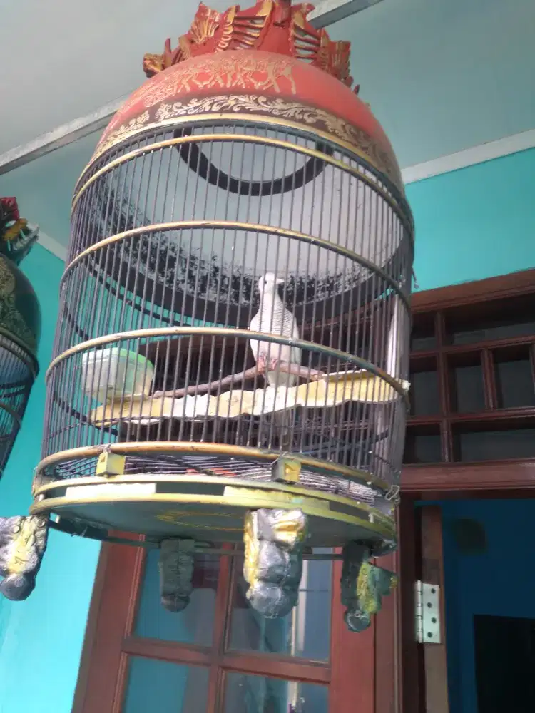 Perkutut mega mendung rajek wesi
