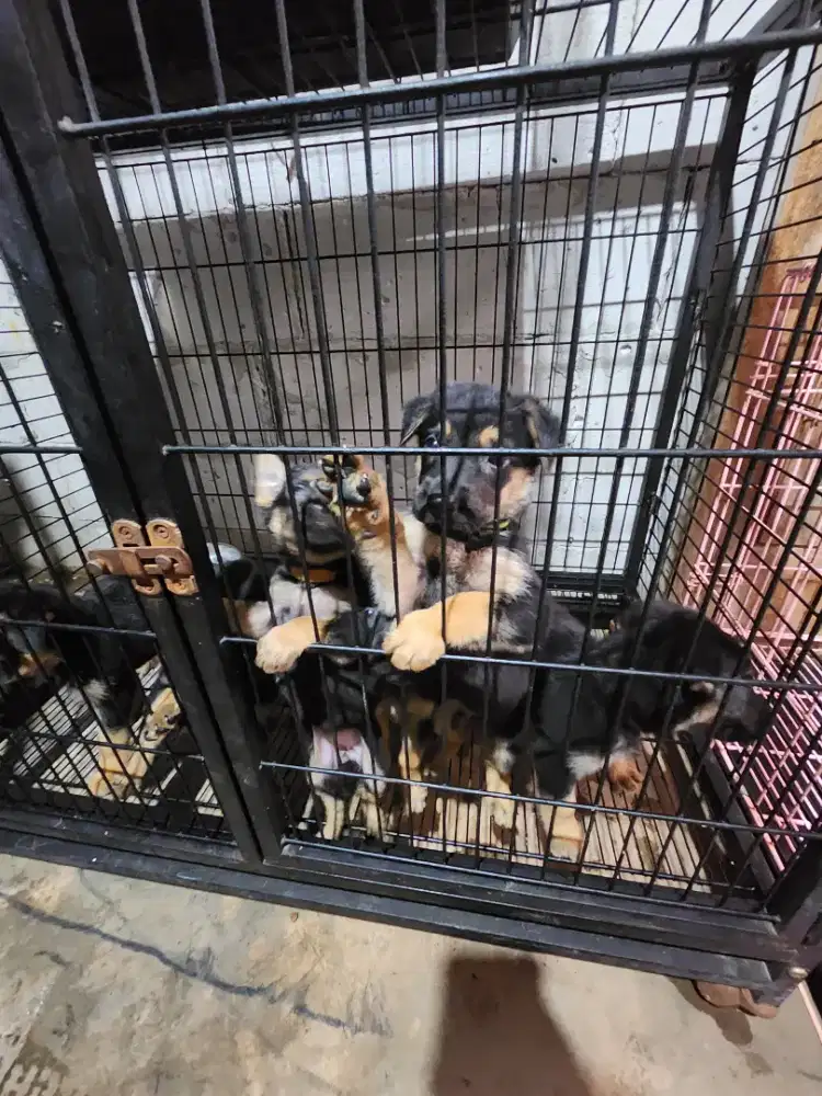 Dijual anjing german shepherd / herder