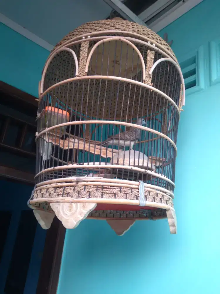 Perkutut bangkok krosing dan perkutut jambul