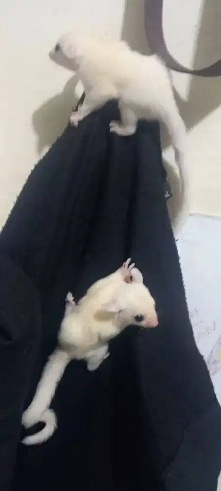 Sugar glider leu leucistic joy jantan