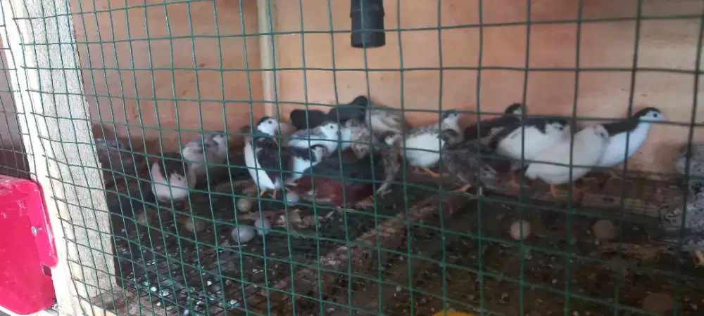Burung Puyuh Batu