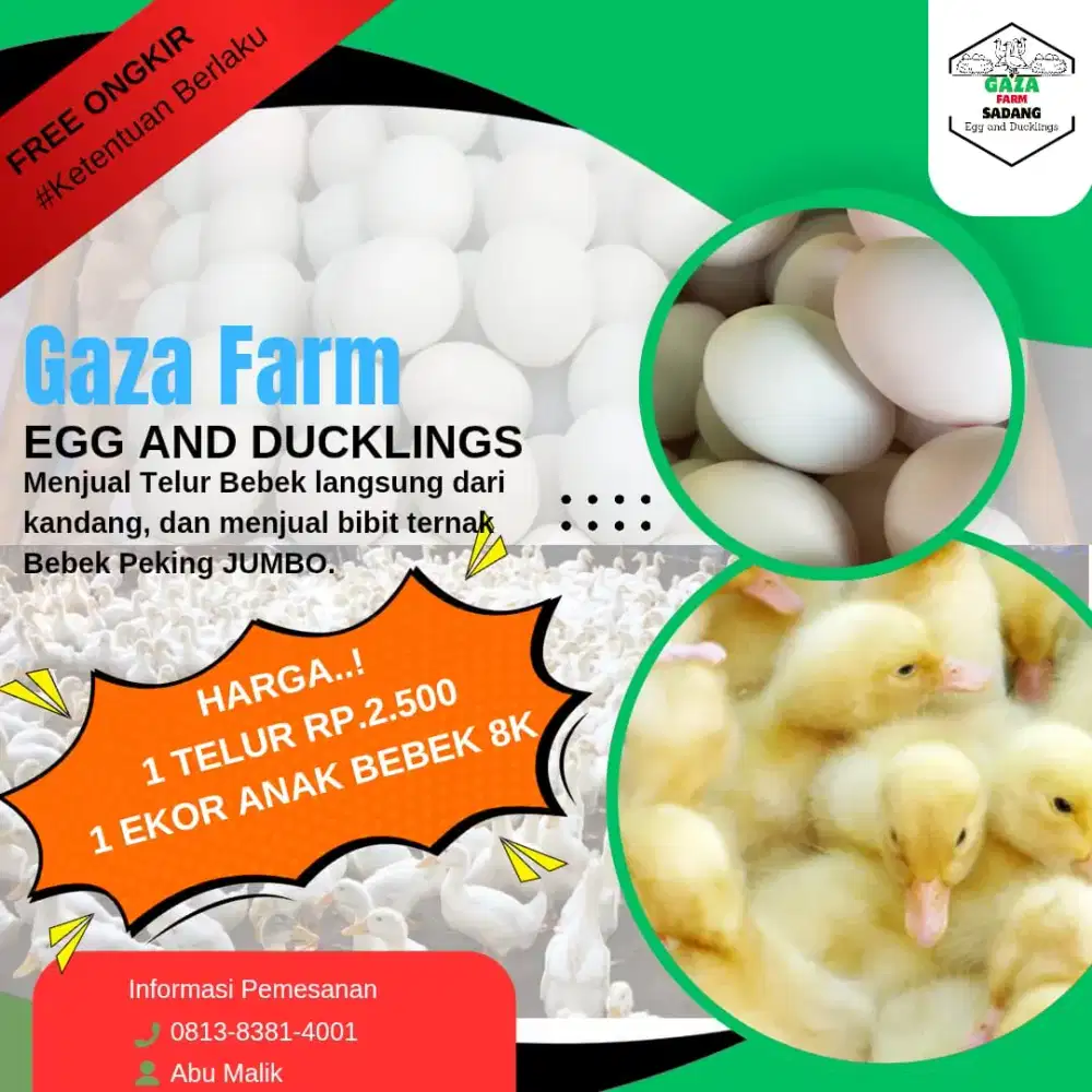 JUAL TELOR BEBEK DAN ANAK BEBEK PEKING JUMBO