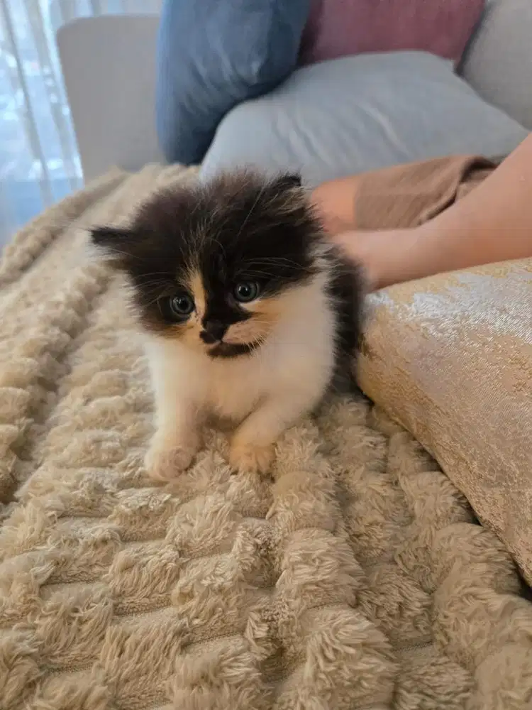 kucing kitten persia jantan mandiri lincah normal no minus