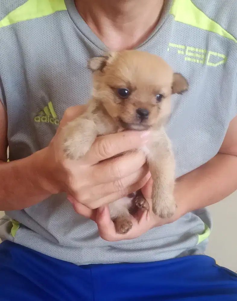 Anak Anjing Puppy Minipom