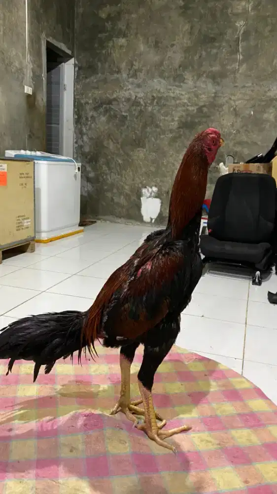 jual ayam umur sekitar 7 bulanan jenis pakoy ada vidio