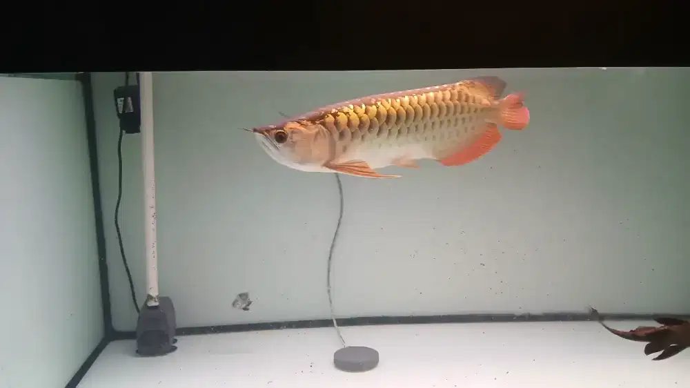 Ikan arwana crossback highback