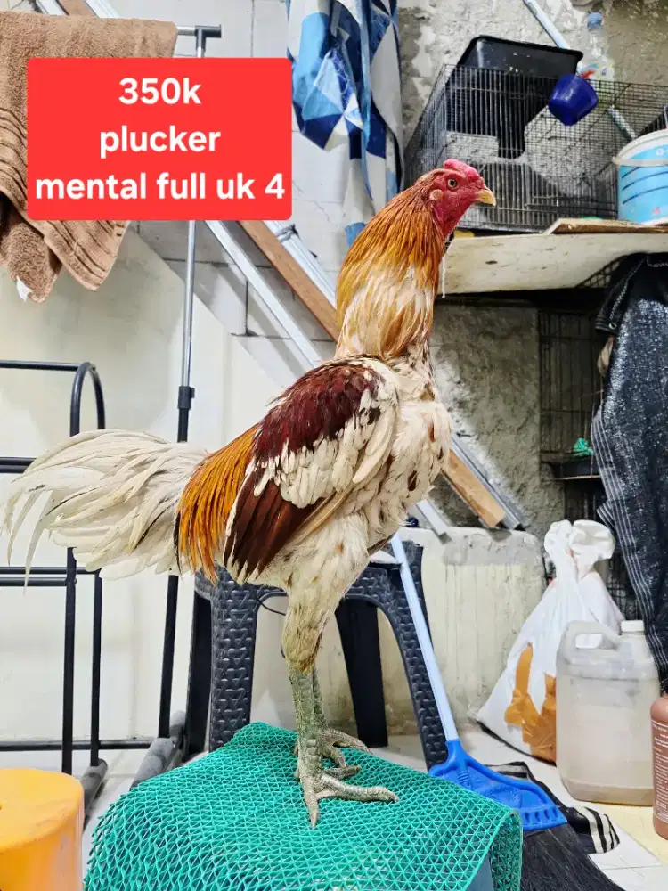 Ayam bangkok plucker