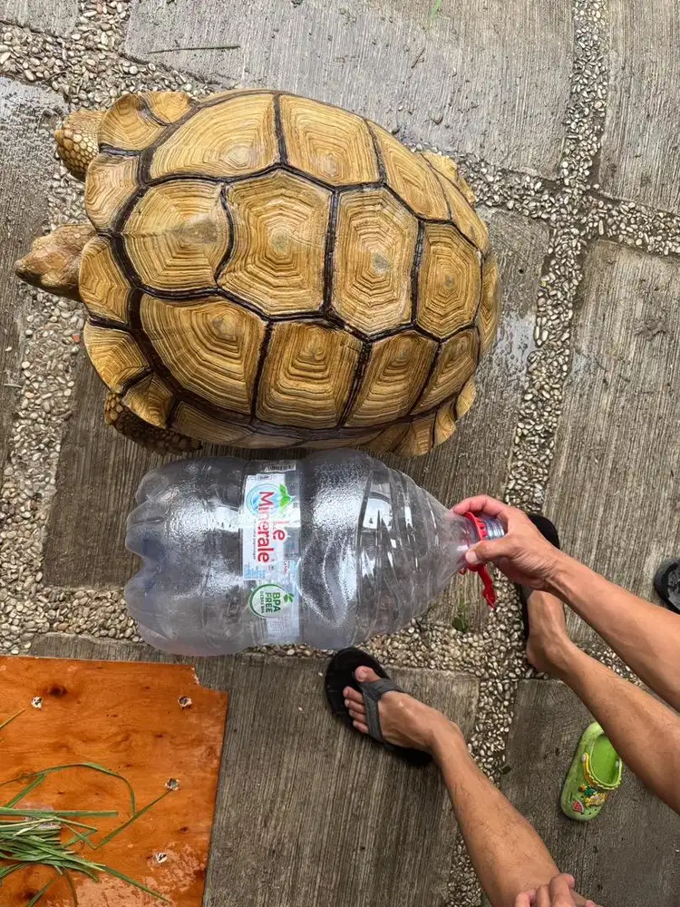 Sulcata wc import afrika