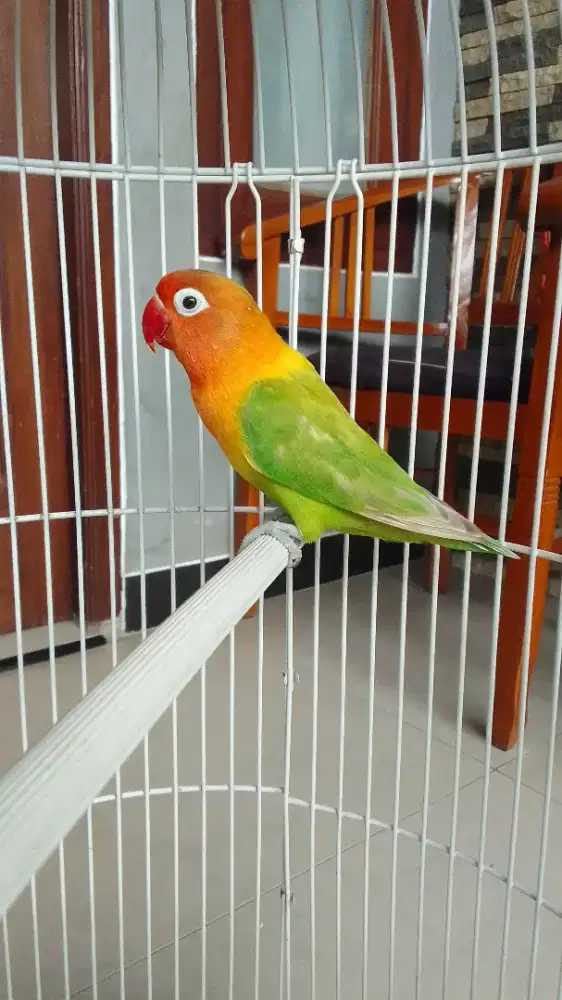 Burung Lovebird fullset sama sangkar