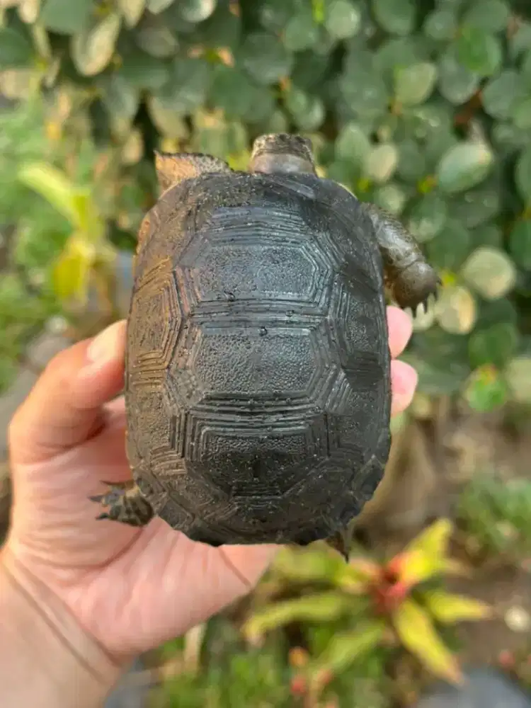 Baby Aldabra Pilihan 9cm kurang lebih Normal scute