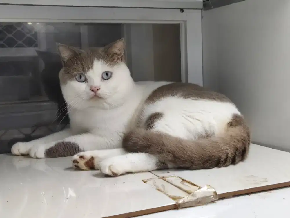 (Rare/Langka) Kucing British Short Hair (BSH) Bicolor Lilac Blue Eyes