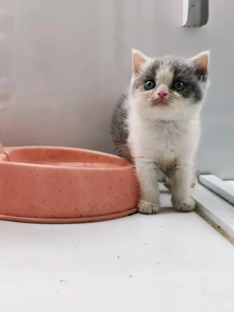 Kucing British Short Hair (BSH) KITTEN