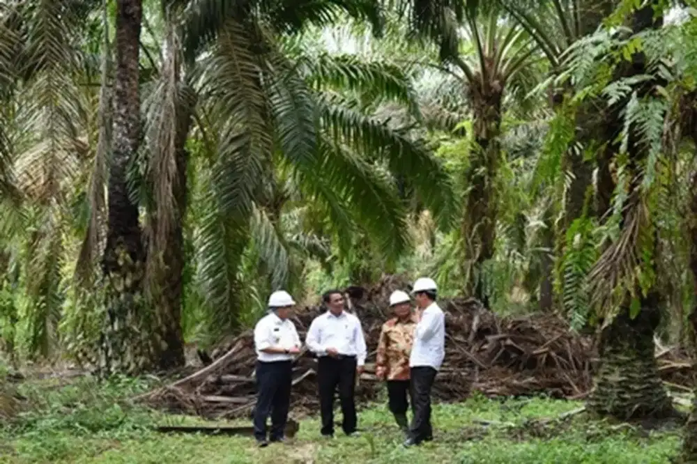 Panen sawit daerah gunung tua
