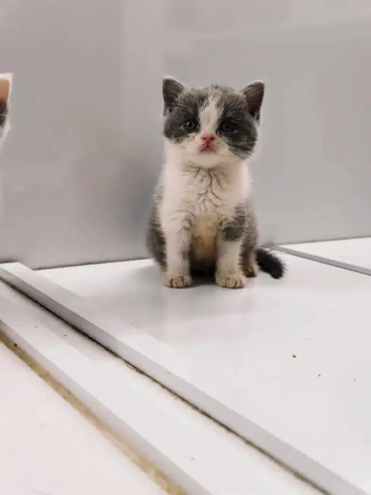 Kucing British Short Hair (BSH) KITTEN