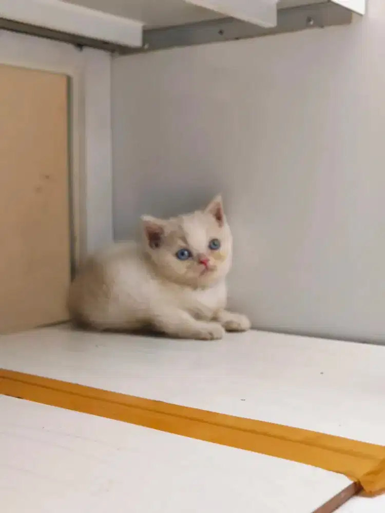 Kucing British Short Hair (BSH) KITTEN