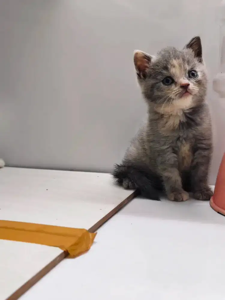 Kucing British Short Hair (BSH) KITTEN