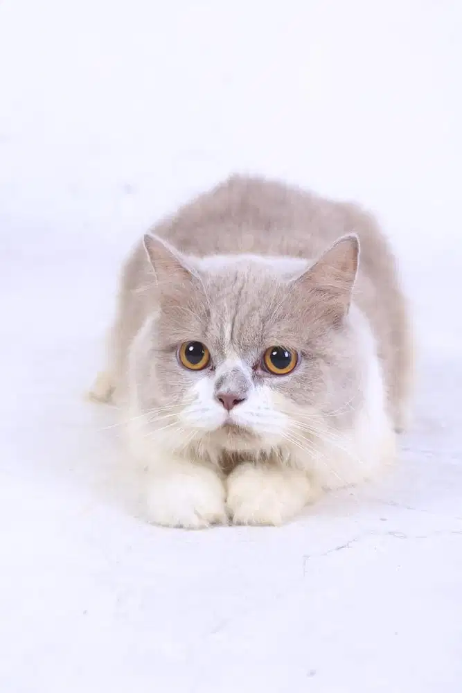 BLH Betina 2 Tahun Sudah Steril