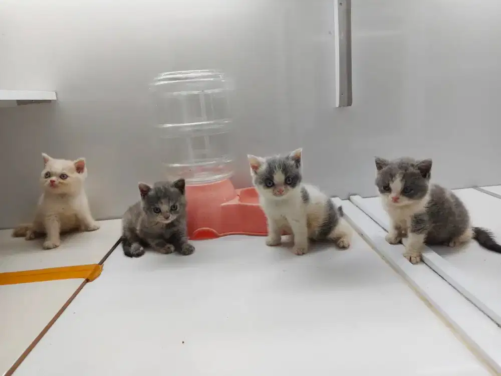 Kucing British Short Hair (BSH) Kitten