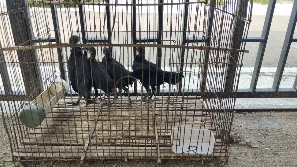 Anak ayam bekisar