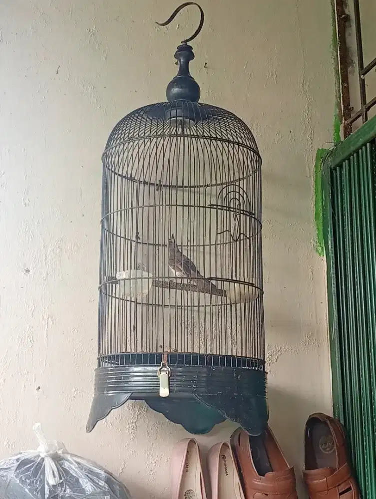 Burung krocokan dan kandang murah