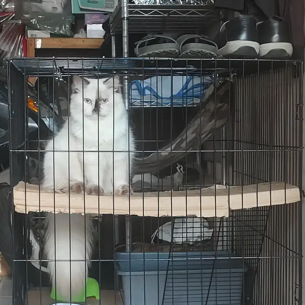 Kucing Persia Medium