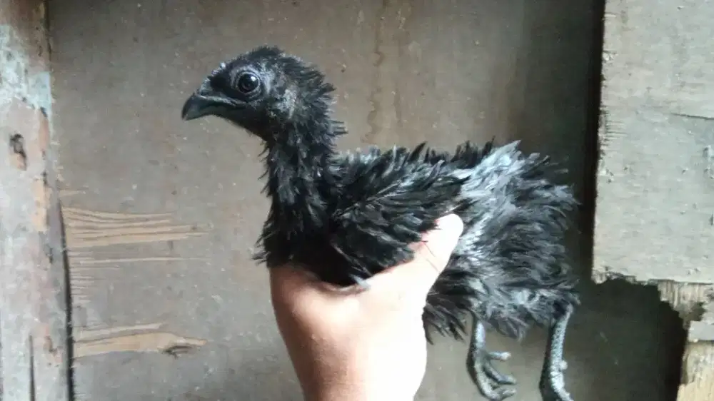 Cemani lidah hitam
