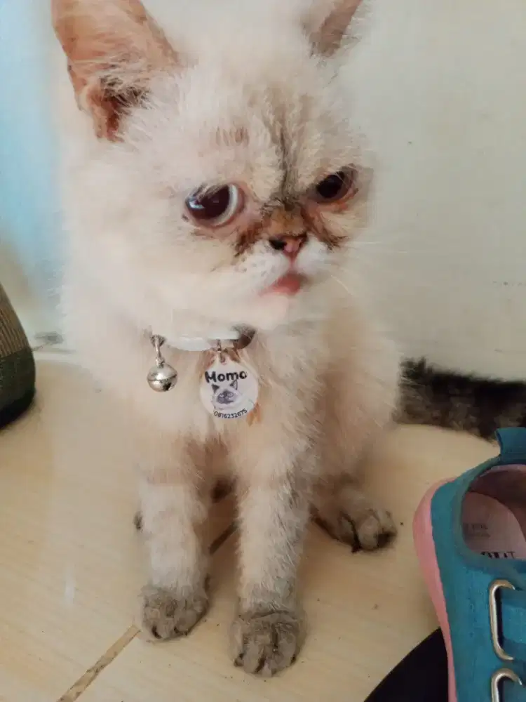 kucing Persia short hair peaknose