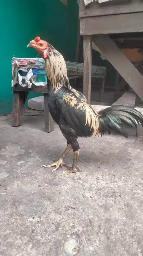 Ayam Pakhoy Import Usia Remaja Ukuran Gede Trah Bagus