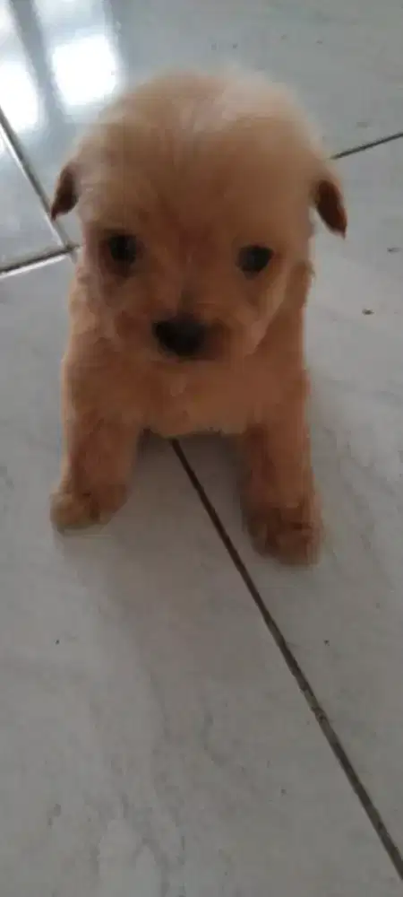 Dijual anak anjing poodle vs mix poodle usia 1,5bulan