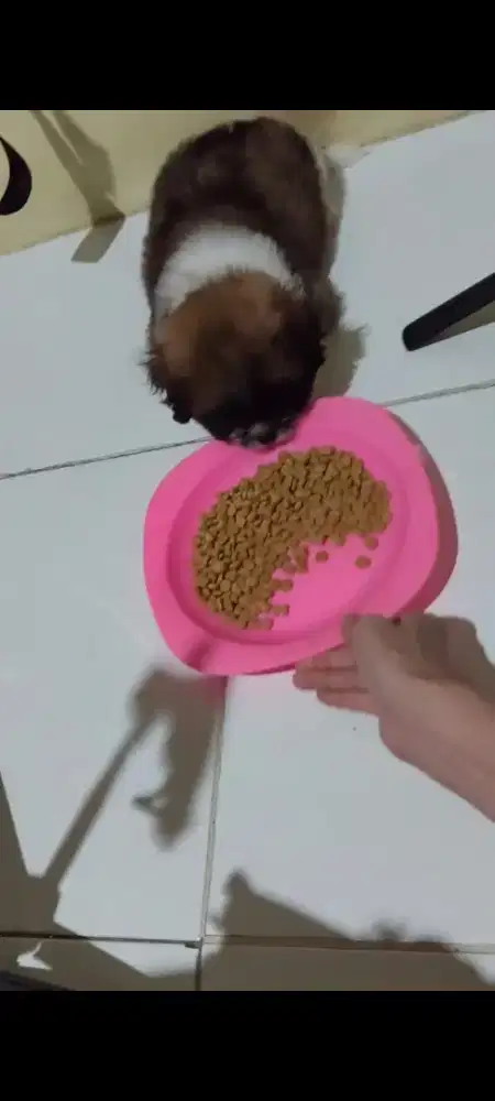 Anak shitzu Tri color jantan 2bln