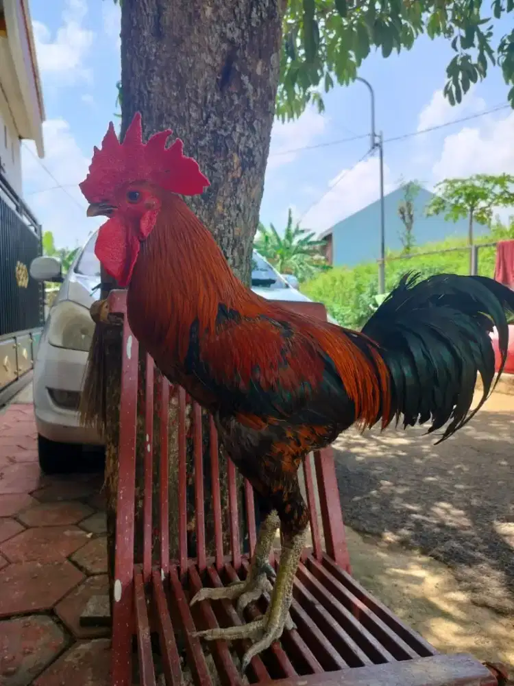 AYAM PELUNG RAWATAN