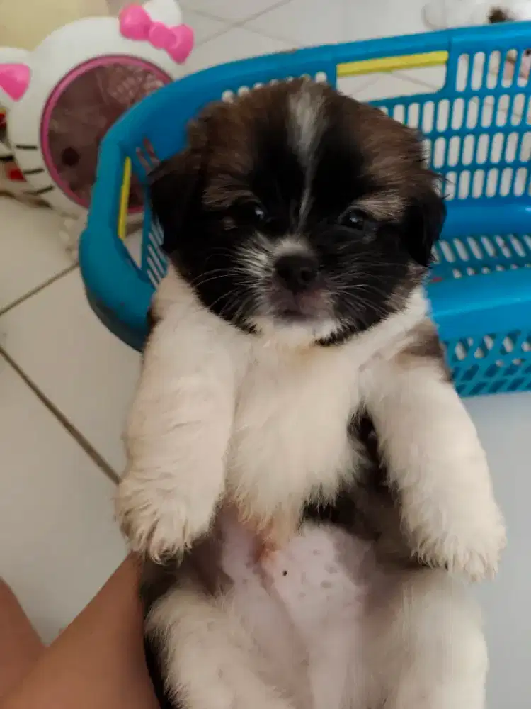 Anak shithzu jangan 2 bulan