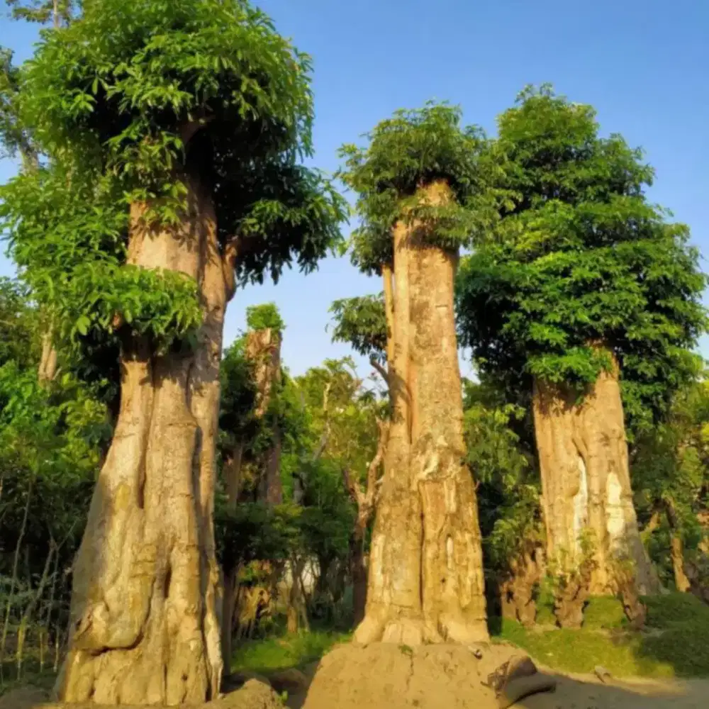 Pohon pule pohon pelindung bonsai anting putri dll