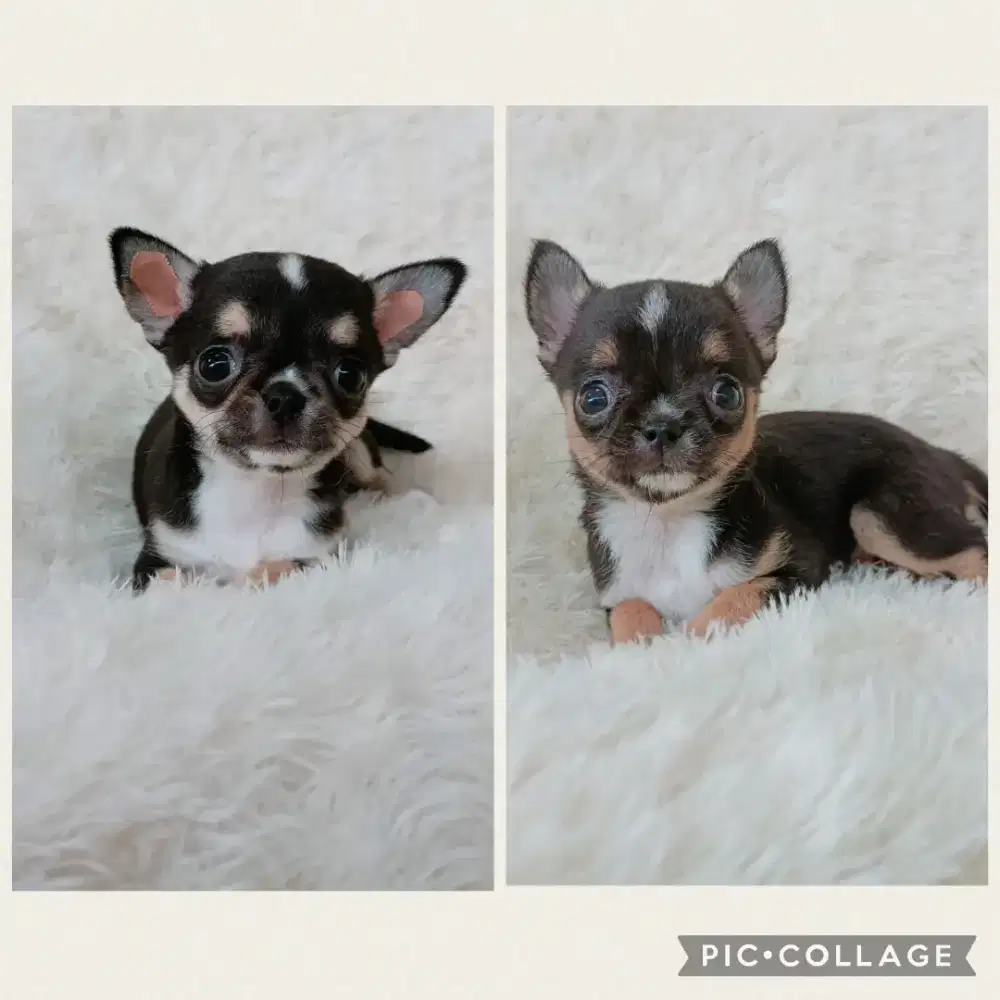 Jual Chihuahua Jantan, Betina