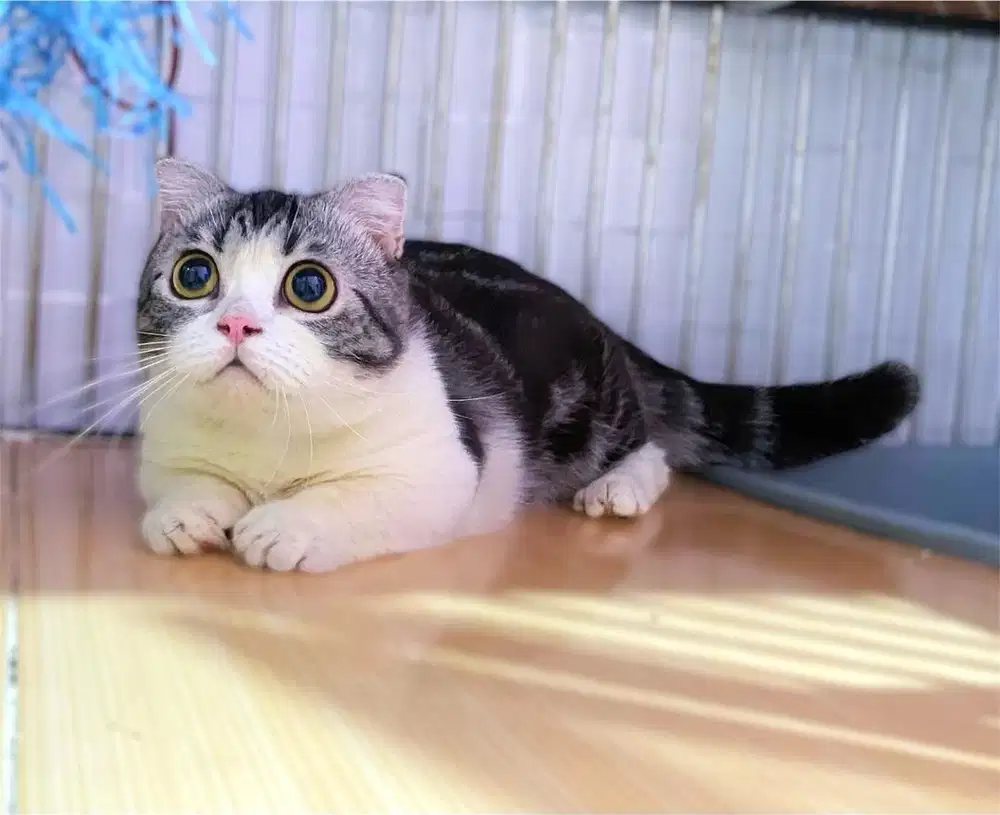 Kucing kitten munchkin gaelic jantan