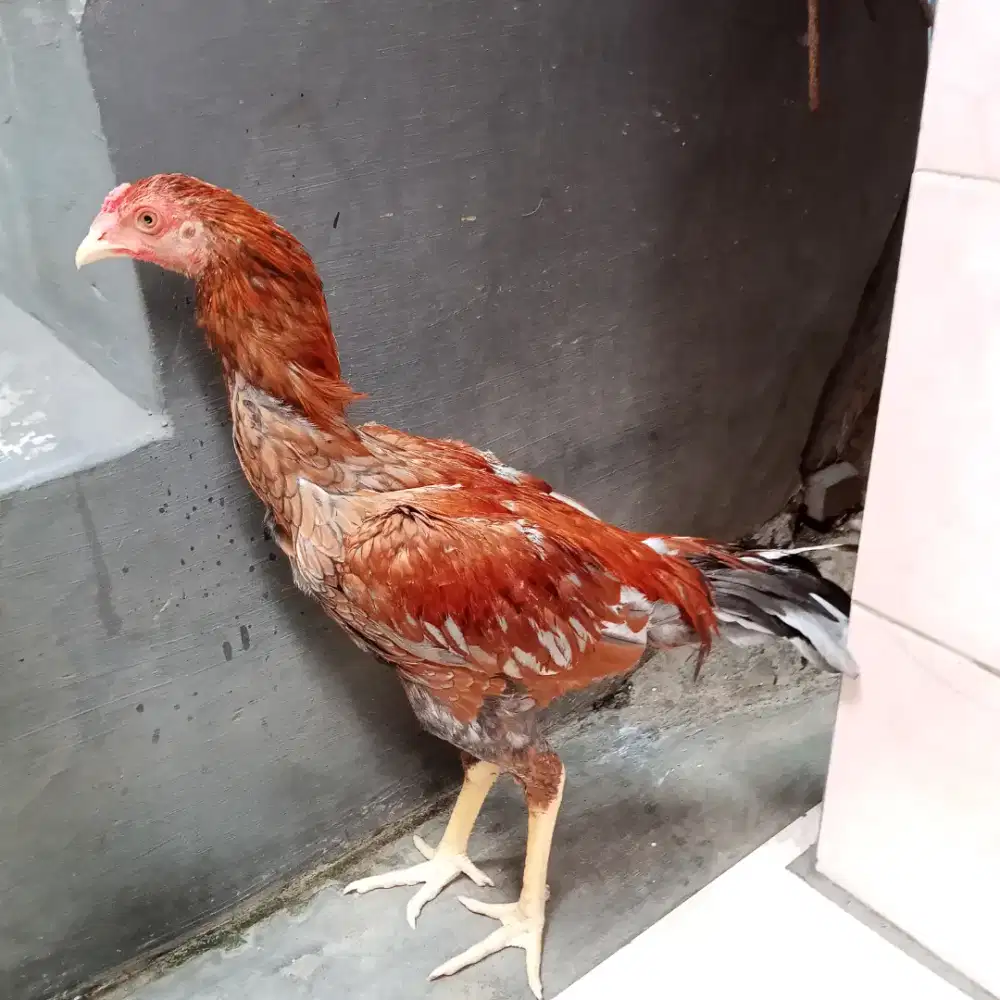 Ayam bangkok pakhoy