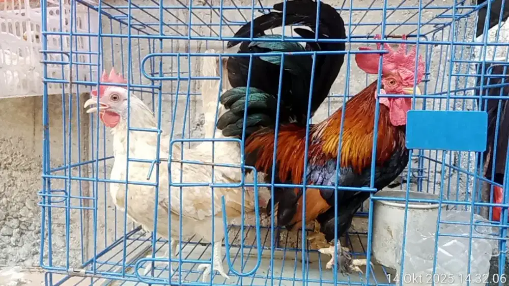 Jual sepasang ayam Kate tema