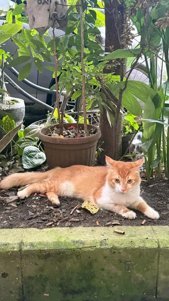 Kucing mixdom persia