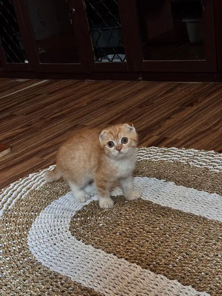 Kitten scotish fold bsh golden murah