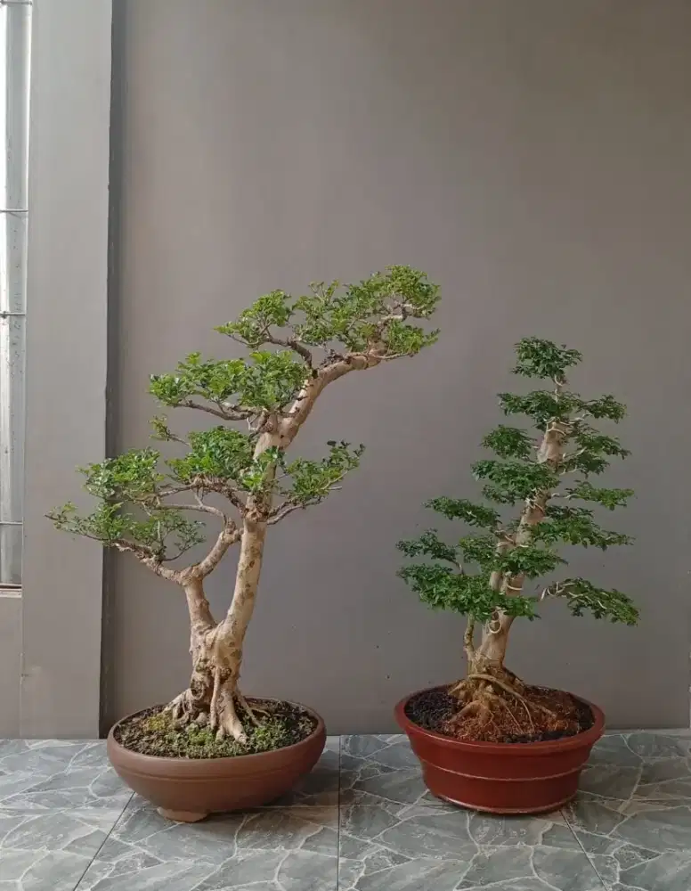 2 pot bonsai Kalimantan dan legistrum antik