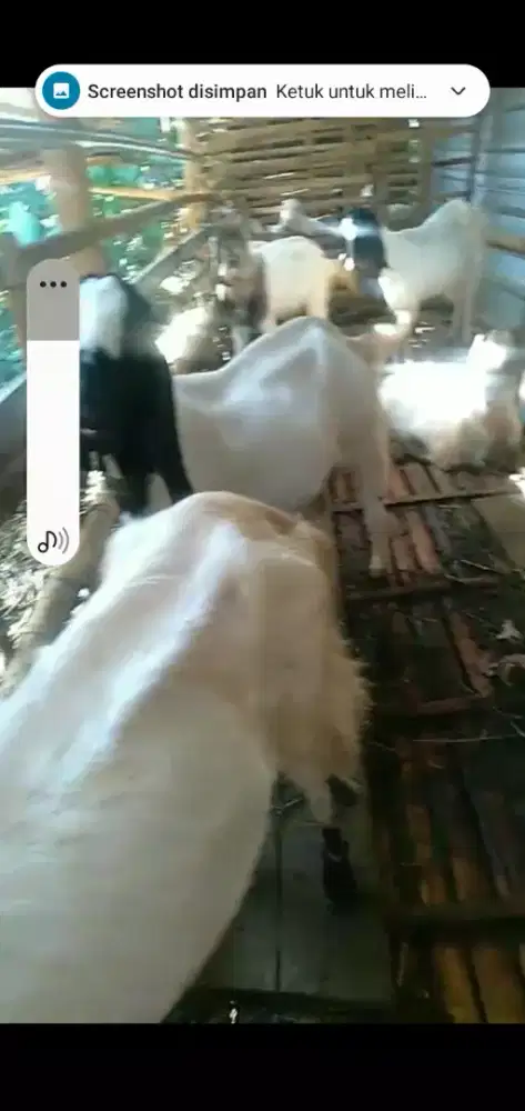 Kambing Peranakan Ettawa
