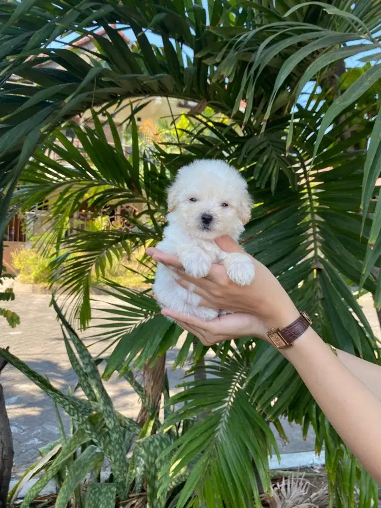 Teacup poodle betina